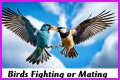 Are birds fighting or mating?