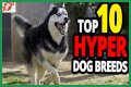 Does royal canin make dogs hyper?