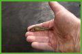 How long will minnows stay alive?