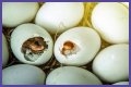 How To Make Bird Eggs?