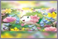 want shiny shaymin | Bulbagarden